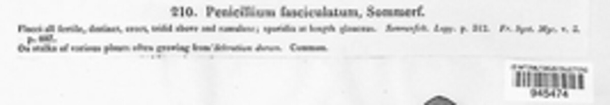 Penicillium image